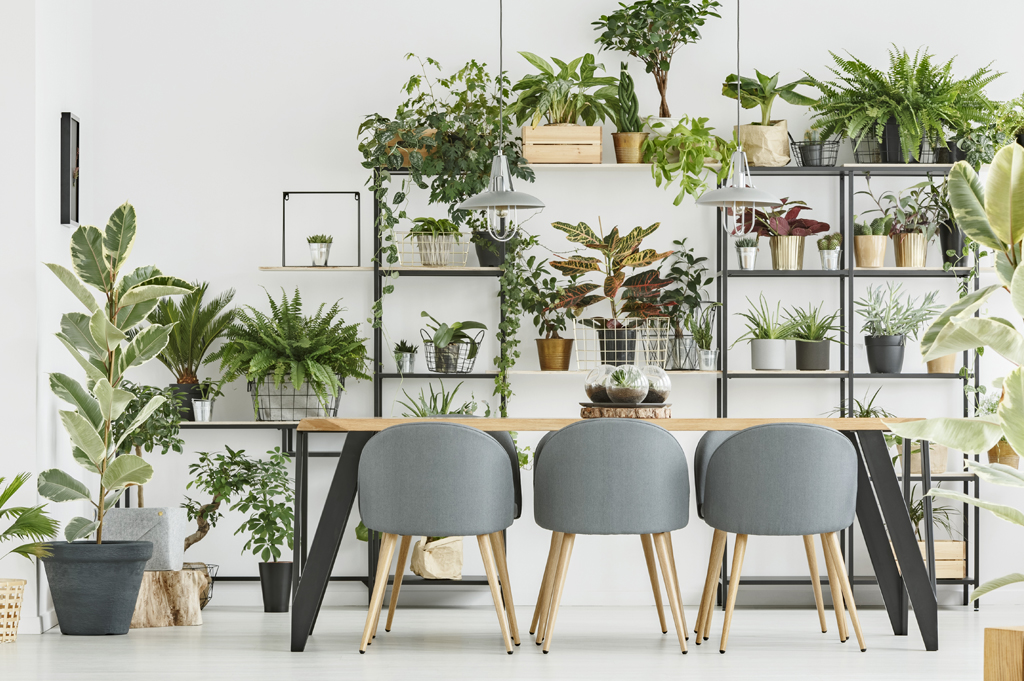 Air purifier indoor plants