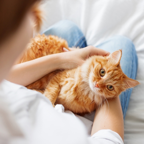 Állatok megfelelő ellátása